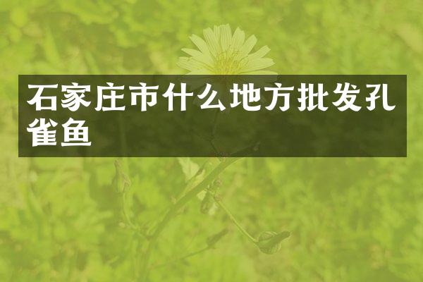 石家庄市什么地方批发孔雀鱼