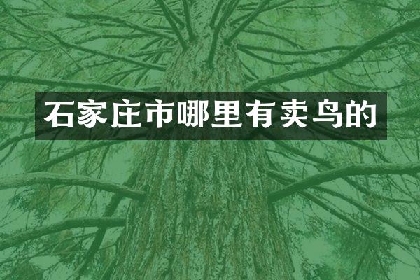 石家庄市哪里有卖鸟的
