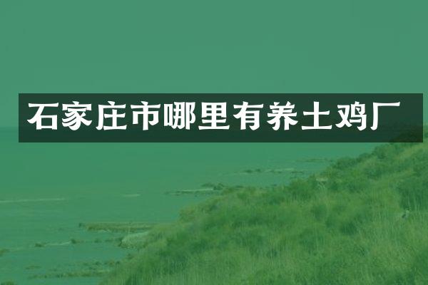 石家庄市哪里有养土鸡厂