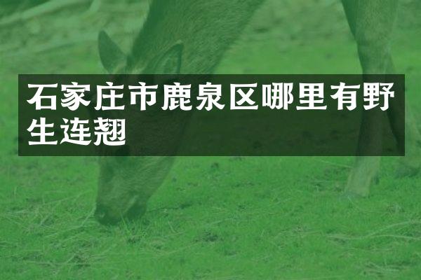 石家庄市鹿泉区哪里有野生连翘