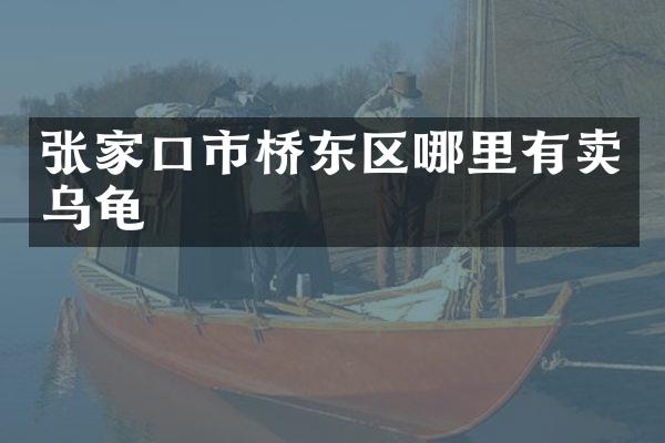 张家口市桥东区哪里有卖乌龟