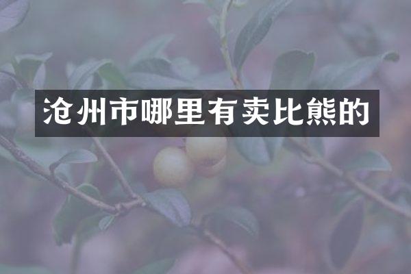 沧州市哪里有卖比熊的