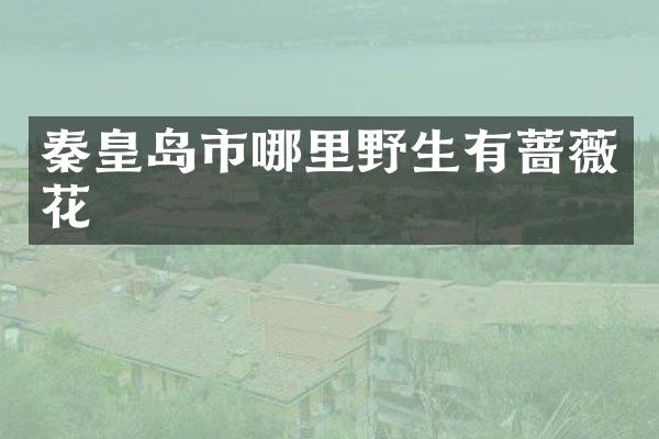 秦皇岛市哪里野生有蔷薇花