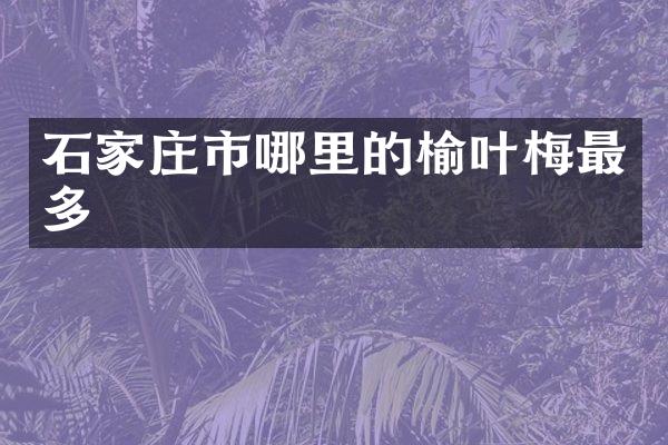 石家庄市哪里的榆叶梅最多