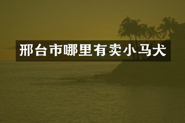 邢台市哪里有卖小马犬