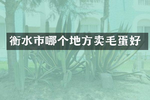 衡水市哪个地方卖毛蛋好