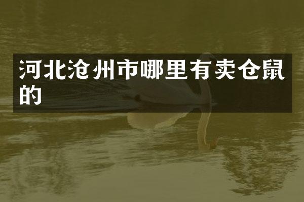 河北沧州市哪里有卖仓鼠的