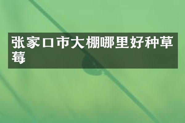 张家口市大棚哪里好种草莓