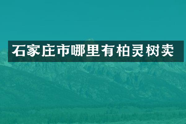 石家庄市哪里有柏灵树卖