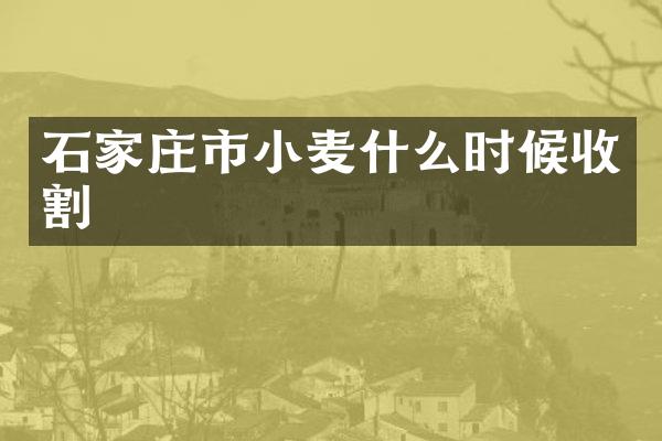 石家庄市小麦什么时候收割