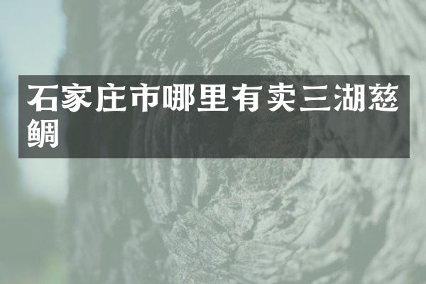 石家庄市哪里有卖三湖慈鲷