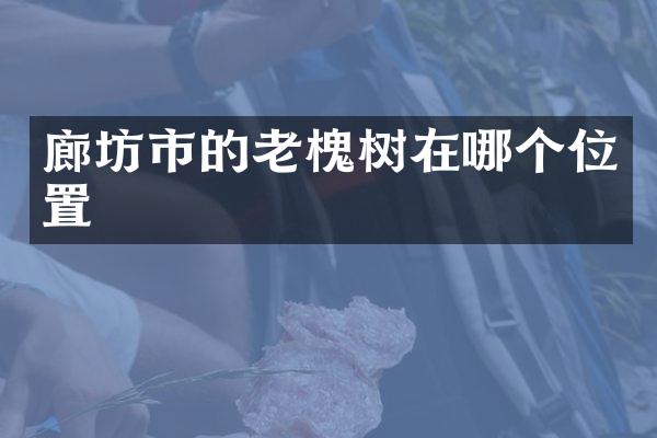 廊坊市的老槐树在哪个位置