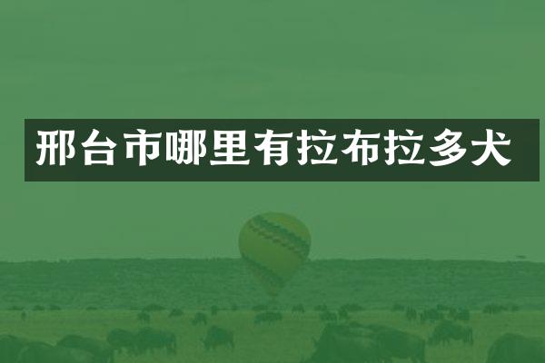 邢台市哪里有拉布拉多犬
