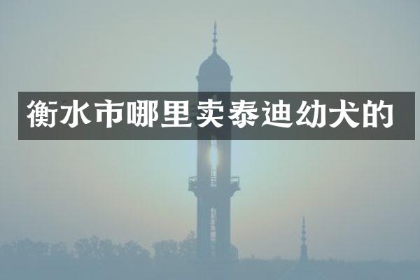 衡水市哪里卖泰迪幼犬的