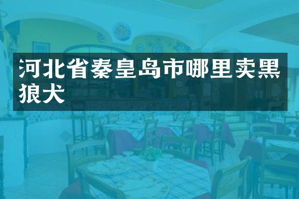 河北省秦皇岛市哪里卖黑狼犬