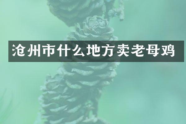 沧州市什么地方卖老母鸡