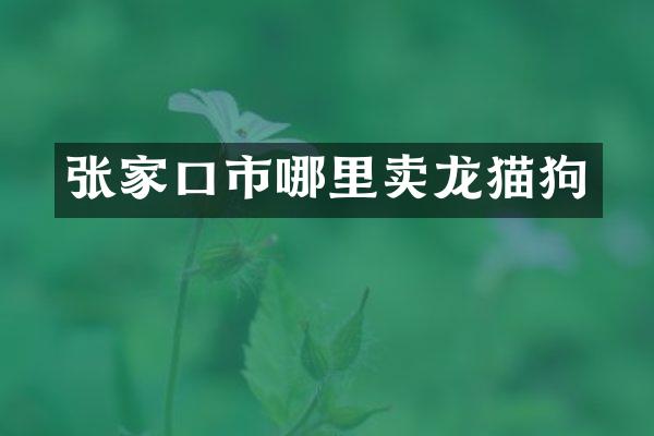 张家口市哪里卖龙猫狗