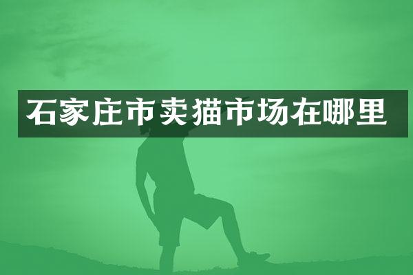 石家庄市卖猫市场在哪里