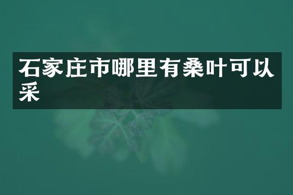 石家庄市哪里有桑叶可以采
