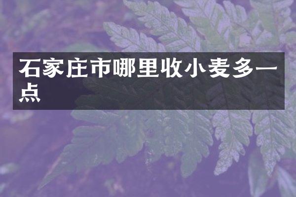 石家庄市哪里收小麦多一点