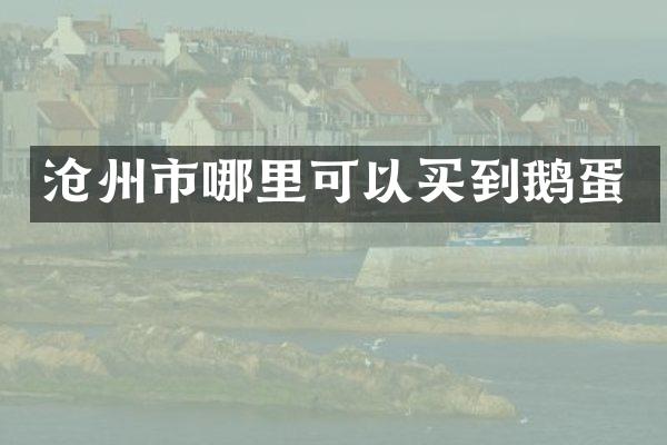 沧州市哪里可以买到鹅蛋