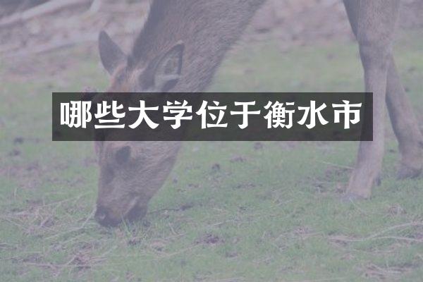 哪些大学位于衡水市