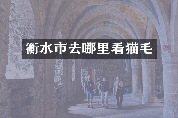 衡水市去哪里看猫毛