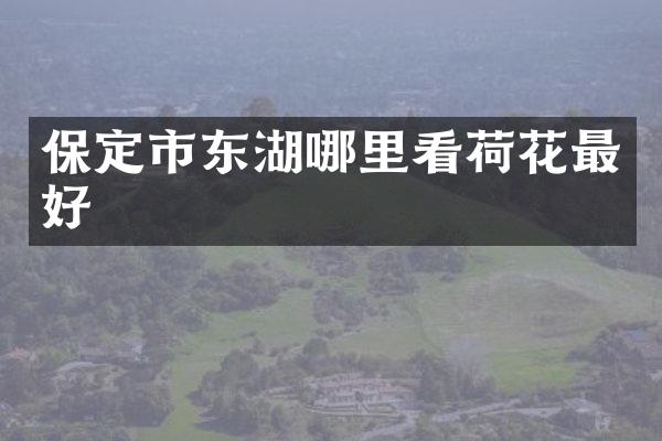 保定市东湖哪里看荷花最好