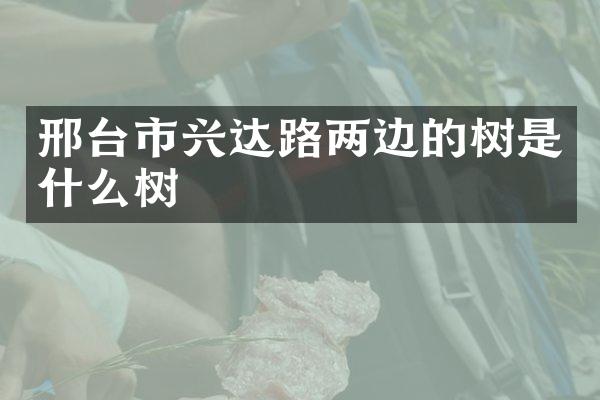 邢台市兴达路两边的树是什么树