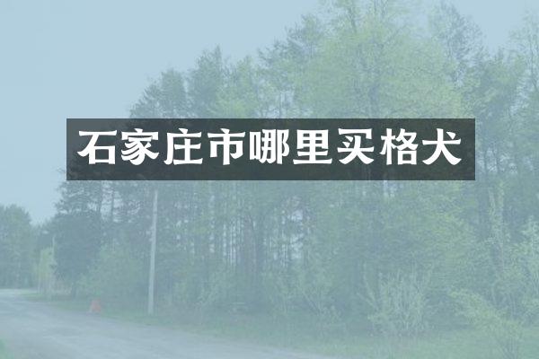 石家庄市哪里买格犬
