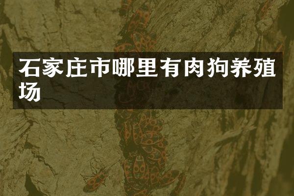 石家庄市哪里有肉狗养殖场