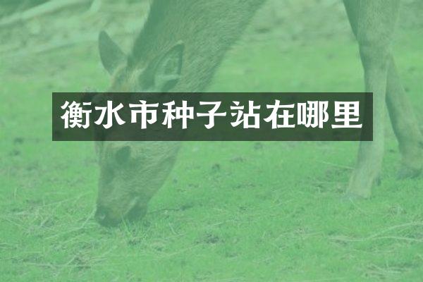衡水市种子站在哪里