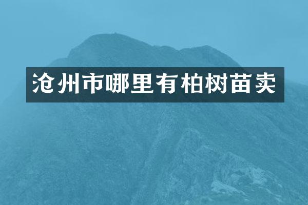 沧州市哪里有柏树苗卖