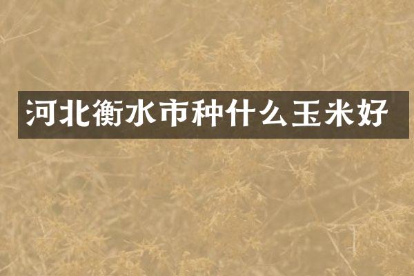 河北衡水市种什么玉米好