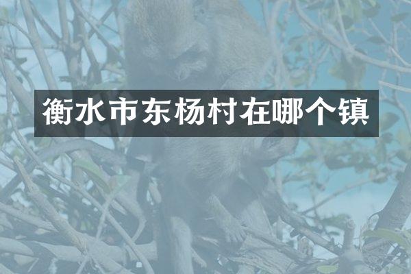 衡水市东杨村在哪个镇