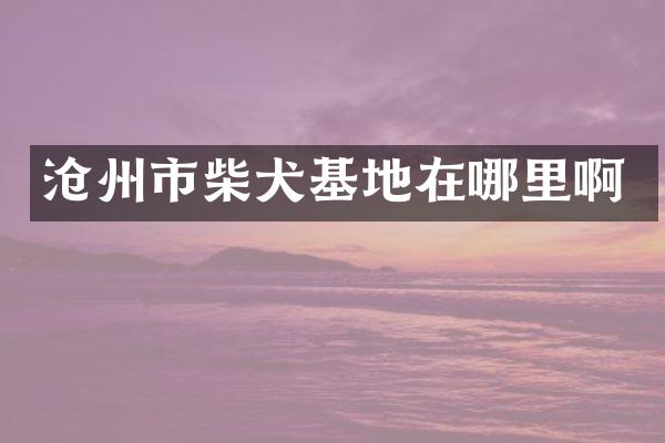 沧州市柴犬基地在哪里啊