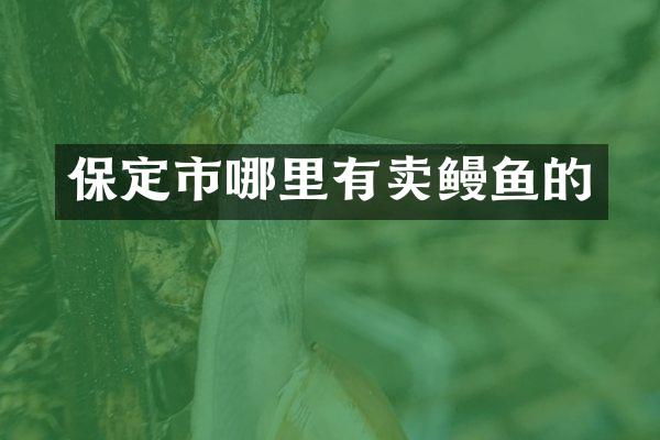 保定市哪里有卖鳗鱼的
