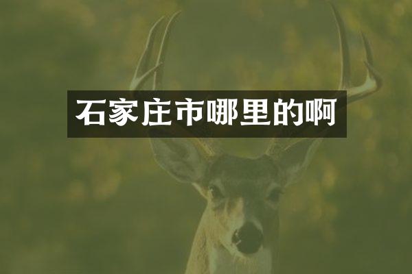 石家庄市哪里的啊