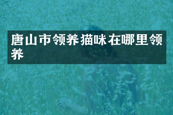 唐山市领养猫咪在哪里领养