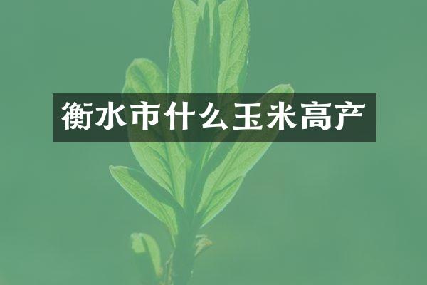 衡水市什么玉米高产