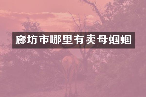 廊坊市哪里有卖母蝈蝈